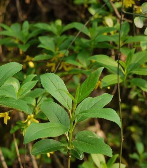 探秘令人陶醉的桐子花（桐子花盛放之际）