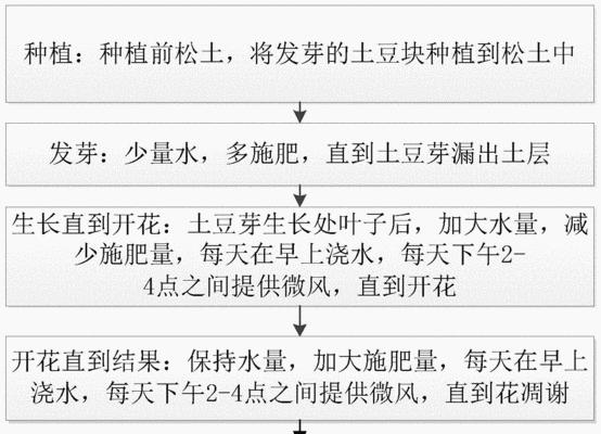 如何科学浇水，保证土豆生长（掌握浇水技巧）