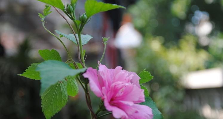 木槿花开，幸福芬芳（探寻木槿花语的美丽寓意）