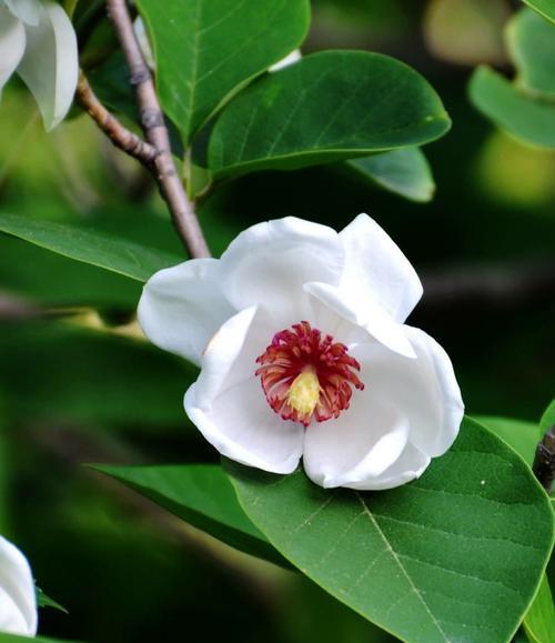 木兰花花语与意义（解读木兰花的美丽寓意）