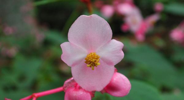 女贞子的花语与寓意（揭秘女贞子的隐藏花语）