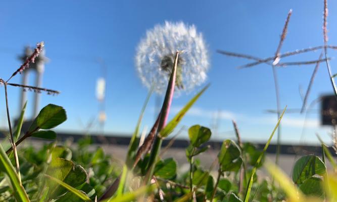 蒲公英的爱情寓意（蒲公英花瓣飞舞的浪漫）