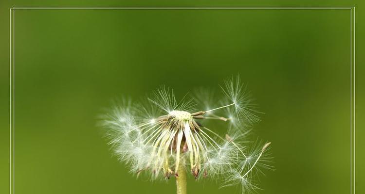 蒲公英的花语与寓意和象征（逆境中坚韧生长的勇气与希望）