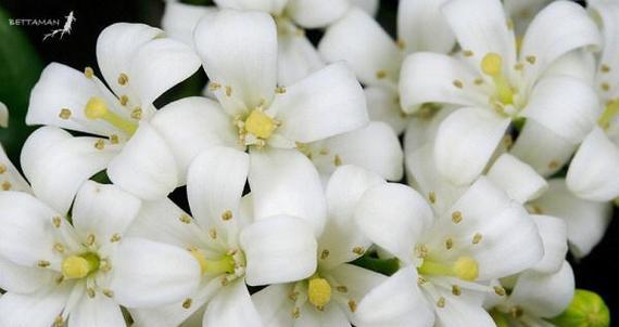 七里香花语的美丽寓意（花开七里香）