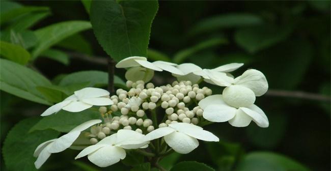 以琼花花语的深意（探索花朵的隐秘情感世界）