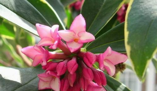 瑞香花的花语与意义（探究瑞香花的文化内涵及其象征意义）