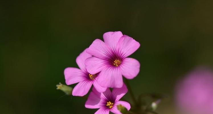 三轮草花语（揭开三轮草花语的神秘面纱）