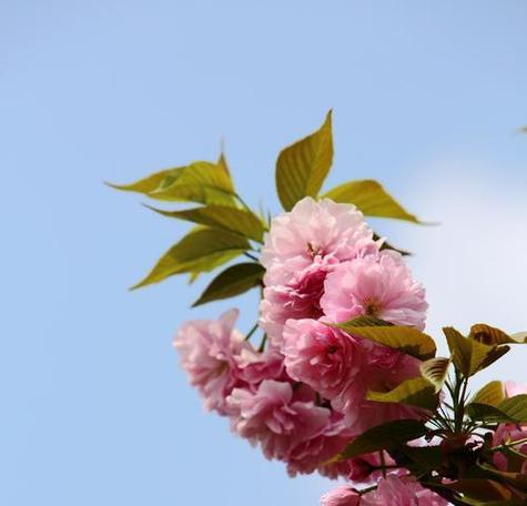 以山樱花的花语为主题的文章（山樱花盛开）