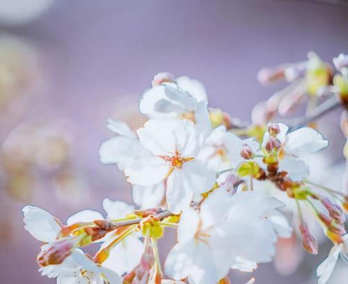 山樱花与西洋樱花（探索山樱花和西洋樱花的花语）