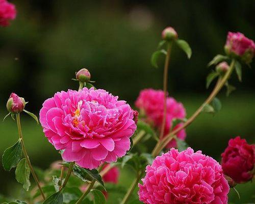 芍药花的寓意与象征意义（芍药花的美丽传说与文化内涵）