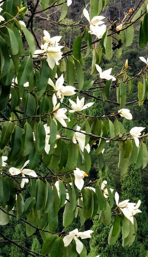 深山含笑花语——自然与人性的完美结合（探寻深山含笑花语的内涵与魅力）