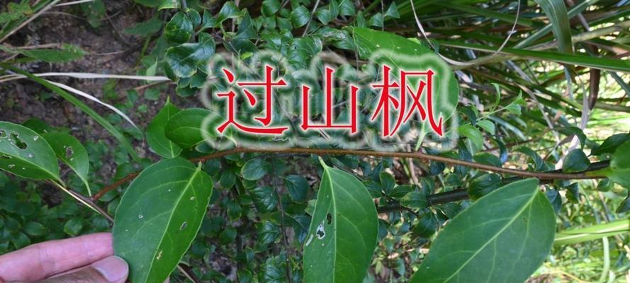 探究地根草的神奇之处（从命名）