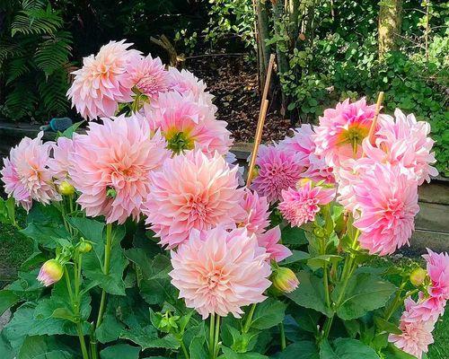 地瓜花种植时间详解（合适的月份、环境和方法）