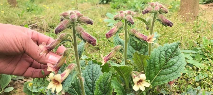 地黄花盆种植攻略（花盆养殖地黄的方法及注意事项）