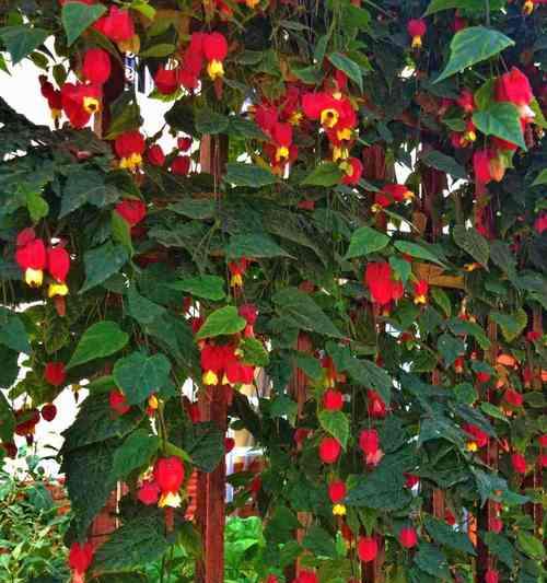 家里养灯笼花，风水大好（适合家养的灯笼花种类）