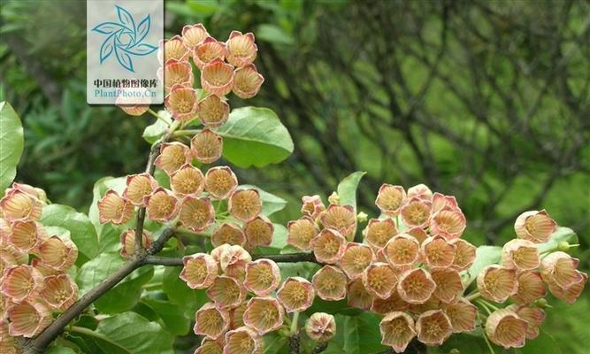 灯笼花的种子是否存在（探究灯笼花的种子形态与分布情况）