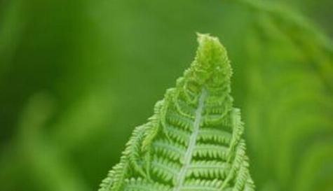 探秘低等植物的生命奇观（低等植物的分类）