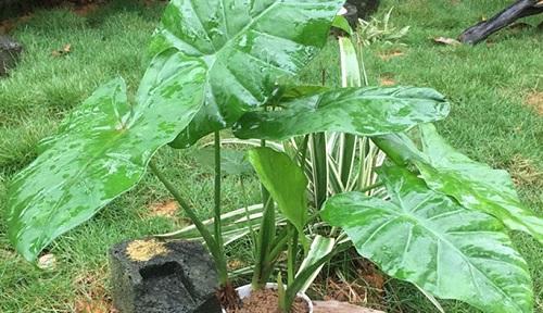 滴水观音开花风水寓意（花开富贵）