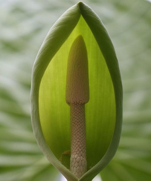 滴水观音开花——一场神秘而奇妙的自然奇观（探秘滴水观音开花的美丽与神奇）