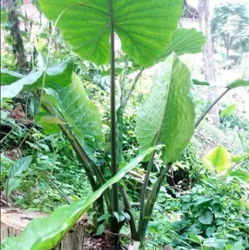 教你轻松掌握滴水观音的繁殖和种植技巧（教你轻松掌握滴水观音的繁殖和种植技巧）