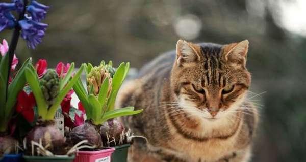 家有猫咪，如何选择适合的花卉（让你的家居更有生机）