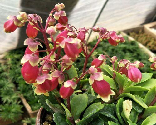 家里种灯笼花对风水的影响（从“五行”角度解读居家风水）