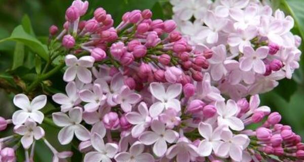 家里种丁香花风水好吗（揭秘丁香花在家中的风水作用）