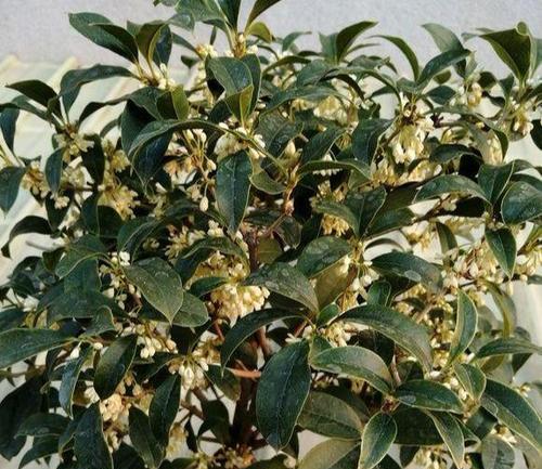 家里种桂花树，好不好（从风水和美观两方面看待家里种桂花树）