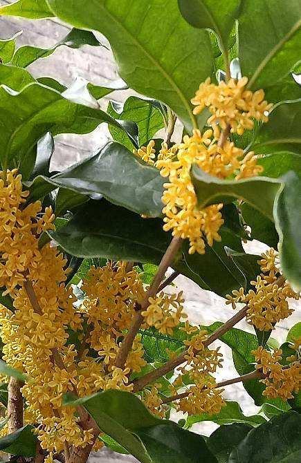 家里种桂花树，好不好（从风水和美观两方面看待家里种桂花树）