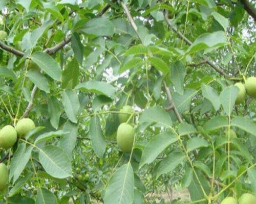 种植核桃树，收获幸福满满（探讨家里种植核桃树的利与弊）