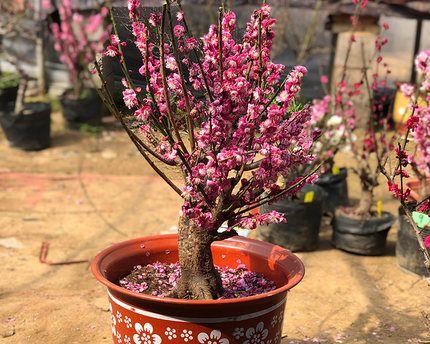 在家种梅花，风雅清香添一抹生活美好（家庭种植梅花的乐趣与收获）