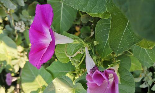 家里种牵牛花，值得一试吗（打造花园新亮点）