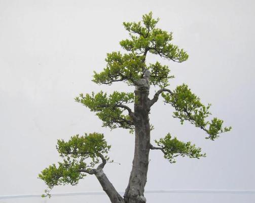 家里种雀梅风水好吗（探讨种植雀梅对家居风水的影响）