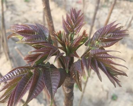 家里种香椿树的风水好处（从风水角度看）