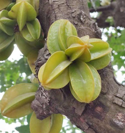 家里种杨桃树好不好（从果实、观赏、环保等角度探讨）