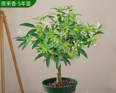 家中种植夜来香，获得好风水（让幸福之花为您家带来好运）