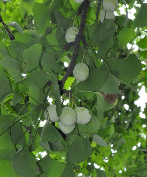 家里种银杏树，好不好（银杏树的特点与种植方法）