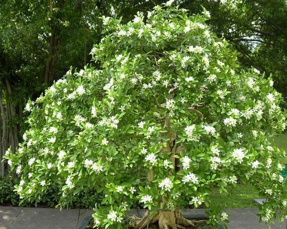 阳台花草，给家增添生机（15种适合阳台的花草推荐）