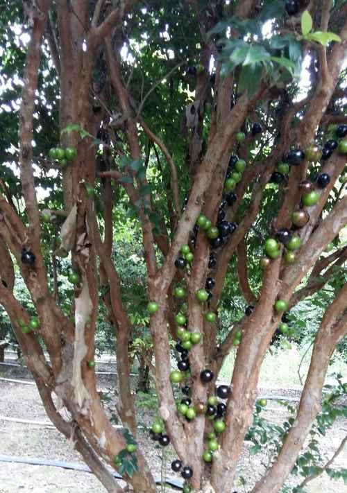 嘉宝果多年结果实的种植技术研究（探究嘉宝果高产的关键因素及栽培技术）