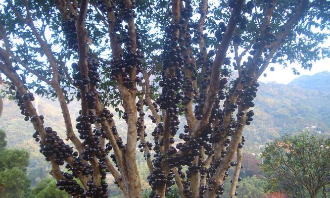 嘉宝果多年结果实的种植技术研究（探究嘉宝果高产的关键因素及栽培技术）