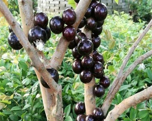 室内种嘉宝果的方法（轻松享受自己种植的新鲜果蔬）