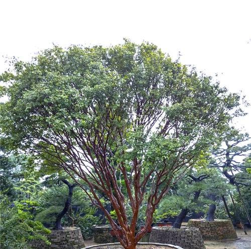 寻找嘉宝果的故乡（探寻嘉宝果原产地和文化历史）