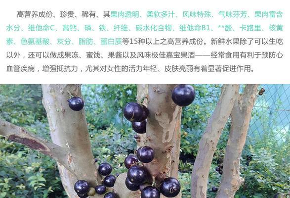 嘉宝果种子的营养与食用方法详解（不要再丢掉这个小小的好东西了）