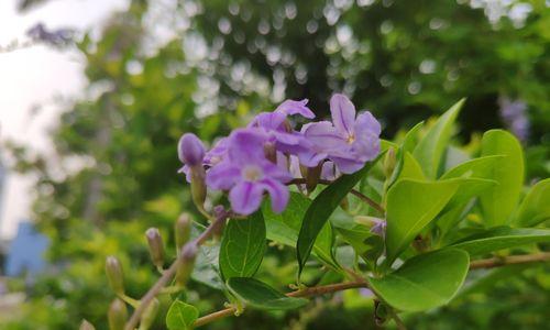 假连翘开花后如何修剪（开完花后剪枝方法）