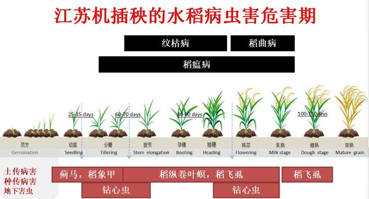 假龙头种植技巧大揭秘（掌握假龙头种植时间和方法）