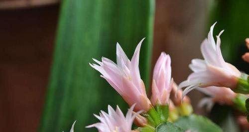 假昙花开花季节（假昙花什么时候开花）