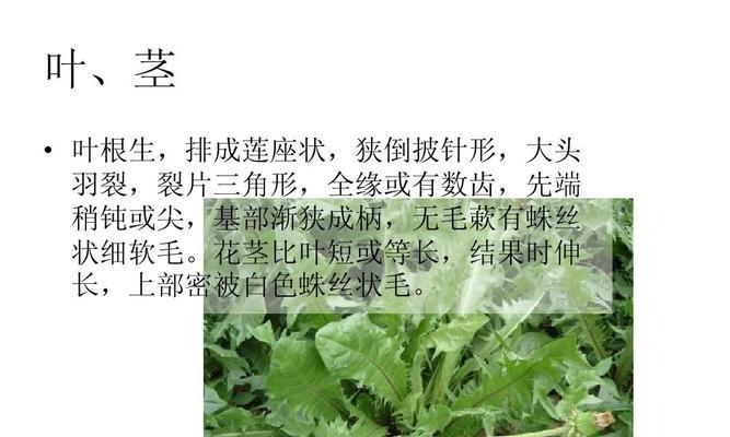 架豆王种植时间和方法详解（秋季是最佳种植时期）