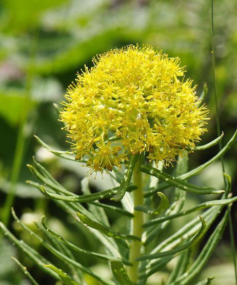 探秘尖叶植物的奇妙世界（从生态到利用）