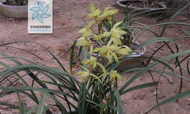 建兰——优秀的盆栽植物（建兰的养殖方法及养护要点）