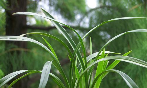 建兰花期详解（一年四季建兰花期表及照顾方法）